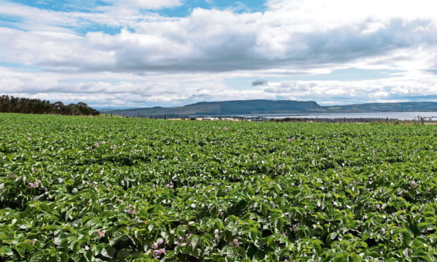 AGAINST THE CLOCK: The race is now on to get deliveries of seed across the Channel by the end of the year.