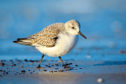 A sanderling busy on the water's edge.