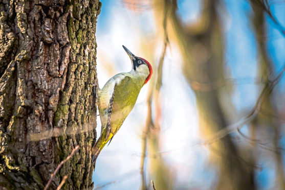 A woodpecker at work.