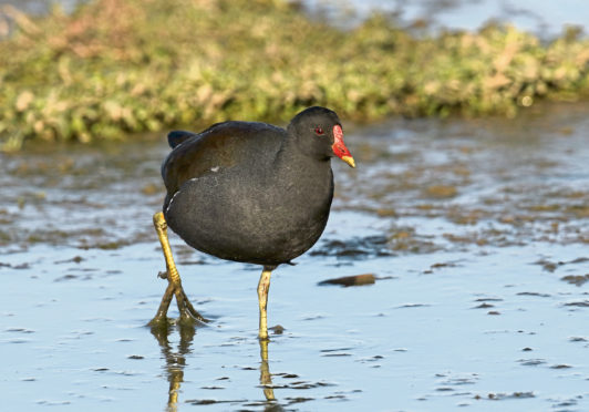 A moorhen in search of food.