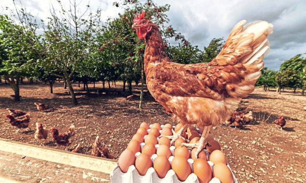 The project aims to boost hen welfare.