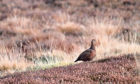 A red grouse in heather moorland.