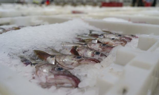 Fish prices have plummeted this year due to a fall in trade with the EU.