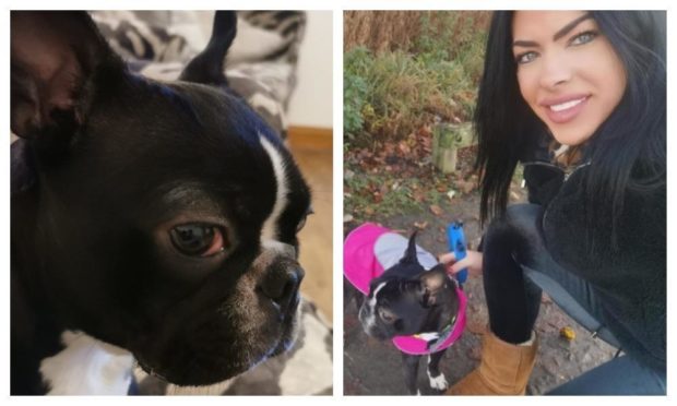 Owner Michelle Morris has offered a £2,000 reward for the return of her runaway Boston Terrier.