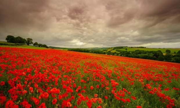 A sea of red poppies under a stormy sky.
