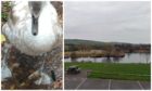Swan found tangled in fishing line at Birnie and Gaddon Lochs.