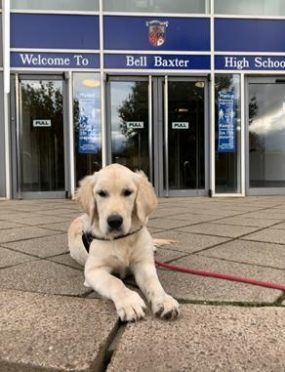 Bell Baxter High School's therapy dog Bella.