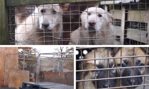 More than 60 dogs and cats were found in horrific conditions by SSPCA workers in Perthshire.