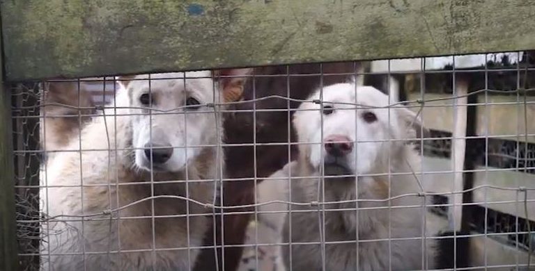 Dogs rescued from the alleged Glenalmond puppy farm.