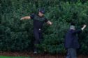 Bryson DeChambeau emerges from the bushes after searching for his ball on the 13th back in November.