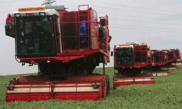 East Coast Viners fleet of harvesters in operation in Angus.