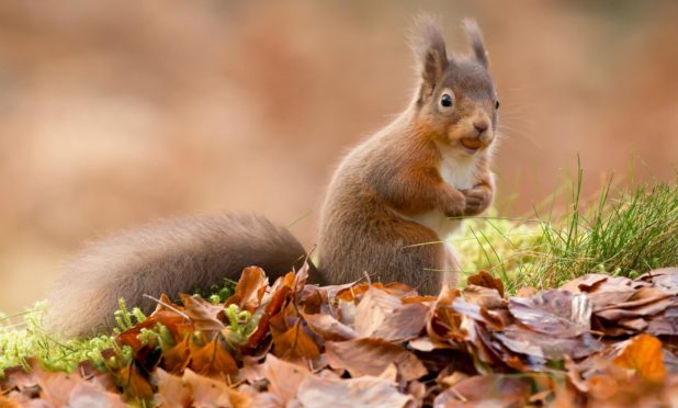 The red squirrel: one of our best loved mammals.