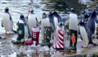 Gentoo penguins at Edinburgh Zoo enjoy some festive treats.
