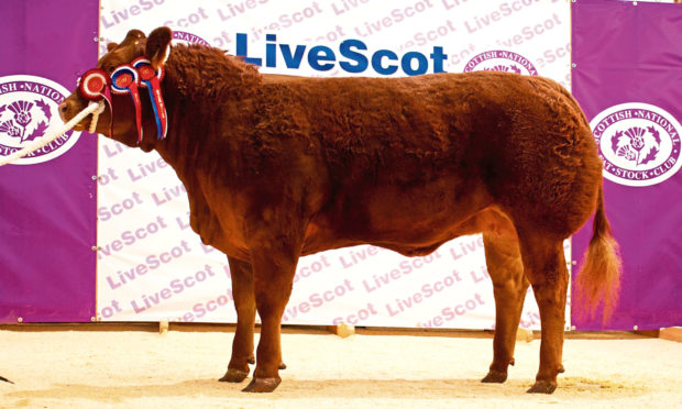 TOPPER: Mateus Rosie, a 20-month-old heifer from Wilson Peters, Monzie, Crieff, sold for the day’s top price of £6,600.