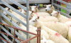 LIVESTOCK: UK Government proposals would prevent unnecessary suffering of animals during transportation.