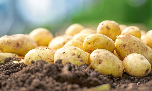 NO WASTE: Walkers is looking at turning its potato peelings by-product into fertiliser.