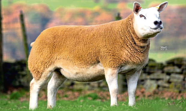TOPPER: The 20,000gn in-lamb Texel gimmer from Sportsmans which sold at the Carlisle Christmas Stars sale.