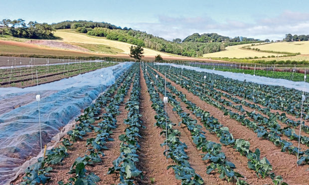 GROWING CONCERN: Downy mildew can render broccoli and cauliflower unsaleable.