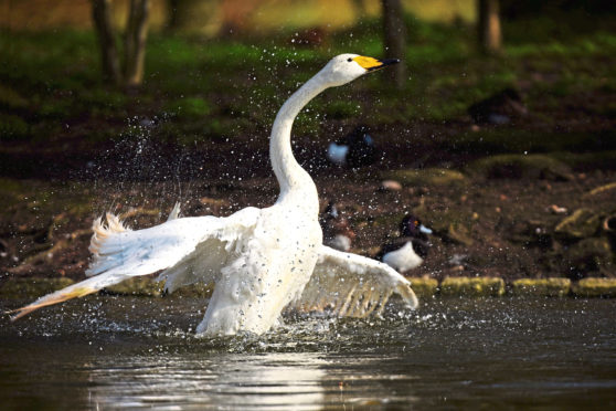A whooper swan.