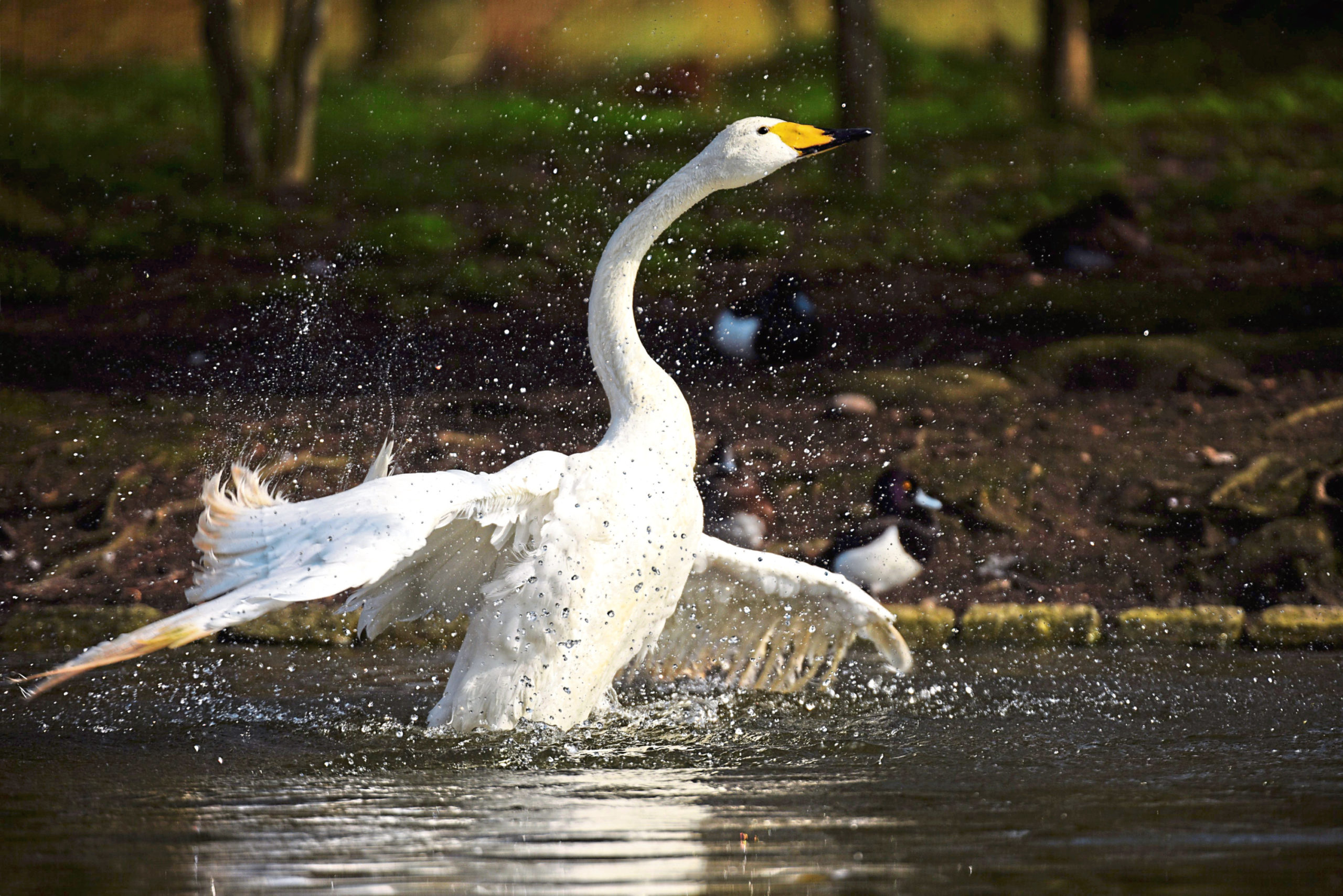 JIM CRUMLEY: Snow, swans and a far from bleak midwinter - Vimarsana News