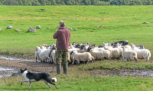 FREEDOM: Planned new legislation will allow tenant farmers more scope to dispose of their holding when they retire.