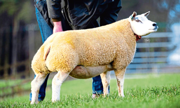 SHE’S THE TOPS: Heatheryhall Erin fetched 2,200gns at Beltex Scotland club sale.