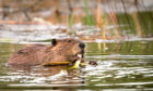 Beavers have an important role to play in Scotland's eco-system, Jim Crumley says.