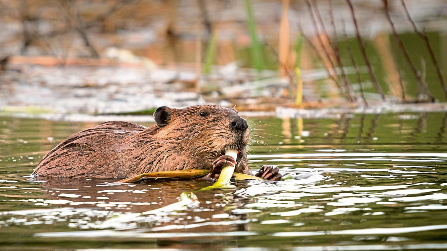 JIM CRUMLEY: Why I'm fighting the brutal slaughter of beavers