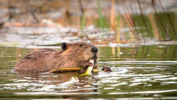The translocation of beavers from Tayside to Loch Lomond has resulted in the deaths of kits.