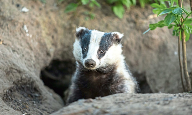 RARE SIGHT: A badger in its natural woodland habitat, peeping out of its sett.