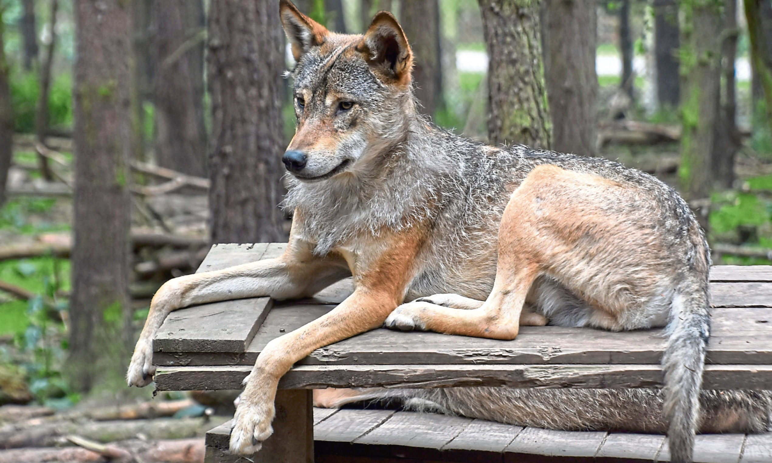 JIM CRUMLEY: Scotland's wilderness will not heal until all-pervasive presence of wolf put back - Vimarsana News