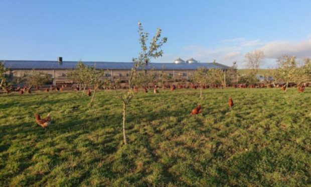 A new chicken shed will be built at Polcalk Farm near Alyth.