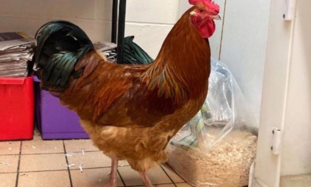 The cockerel is looking for a new home.