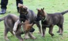 Kim, Fury and Kai get put through their paces in Perthshire for Tayside Police