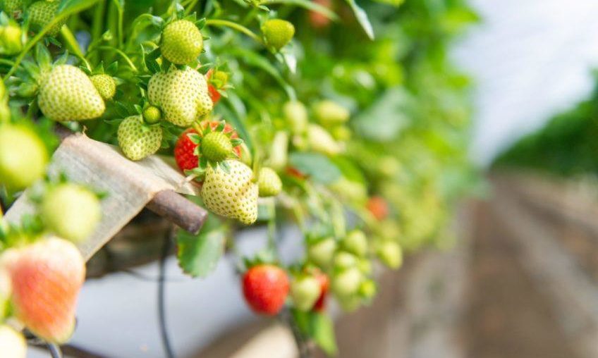UK seasonal workers