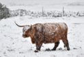 A Highland cow in the snow.