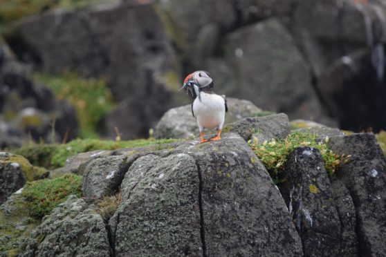 A puffin on the Isle of May.
