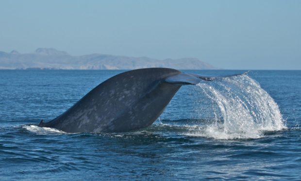 A blue whale diving