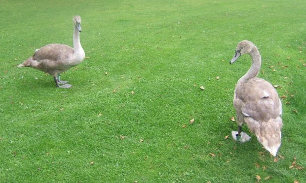 Two cygnets in St Andrews.