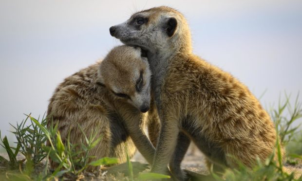 Here's hoping the meerkats can cheer us up.