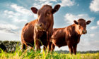 Livestock are often in the spotlight for methane emissions
