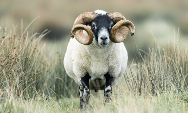 CONCERNS: The bulk of sheep trade between Scotland and Northern Ireland is for Blackface sheep.