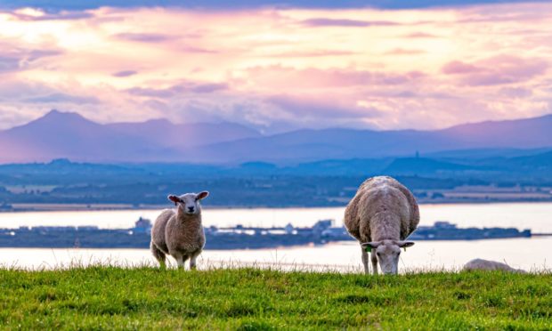 Sheep on a hill overlooking the River Forth - Scotland with Stirling in the background; Shutterstock ID 1580829880; Purchase Order: -

Generic Scottish farmland picture.