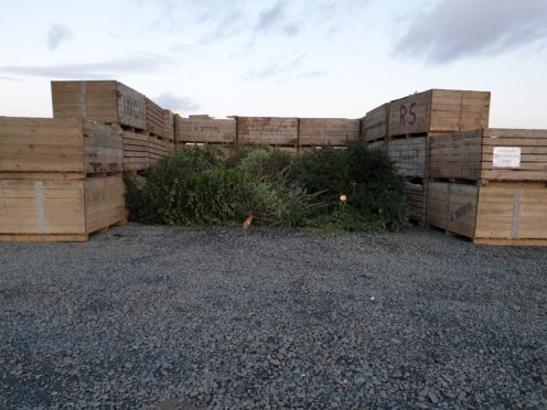 The pile of trees at Bowhouse.