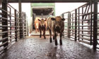FOLLOWING GUIDELINES: Scottish auction marts are to keep functioning during lockdown using stringent protocols.