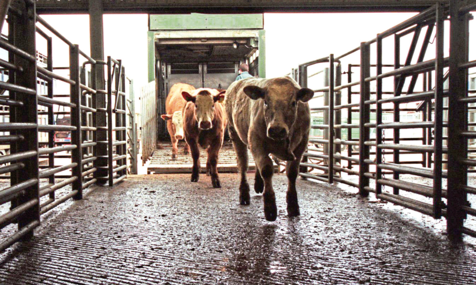 Livestock auctions will continue despite lockdown