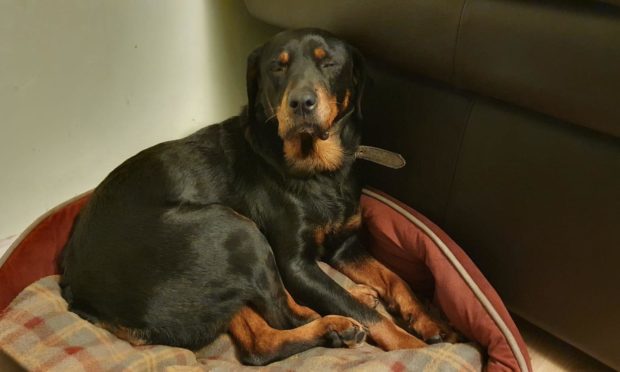 Missing Rottweiler Alana