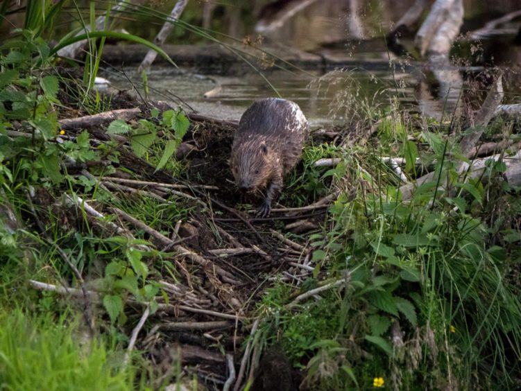 Beavers at the Bamff estate, where they were reintroduced in 2002