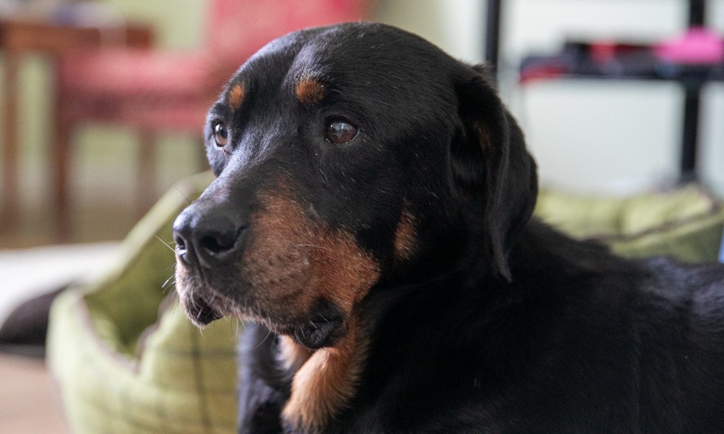 Rescue dog missing for over two weeks in Dundee reunited with owners - Vimarsana News