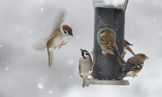 NatureScot helping Scotland's wildlife
Garden birds, feeding on garden feeders, Wolfhill, Perthshire.
©Lorne Gill